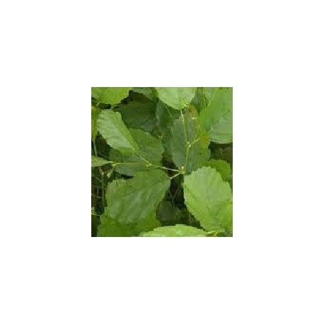 planta de aliso maceta (Alnus glutinosa)
