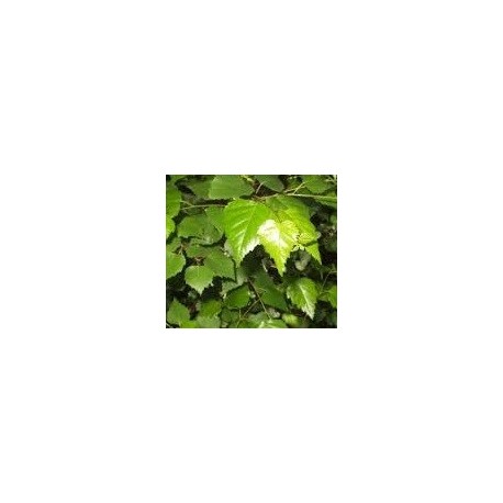 planta de haya en maceta de 5 l (fagus sylvatica)