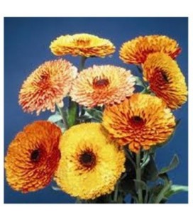 Calendula Touch of Red Mix - semillas no tratadas