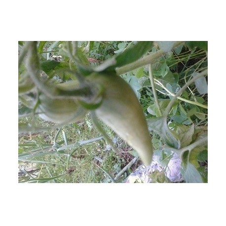semillas de tomate cuerno de los andes