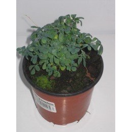 planta de ruda en maceta de 11 cm