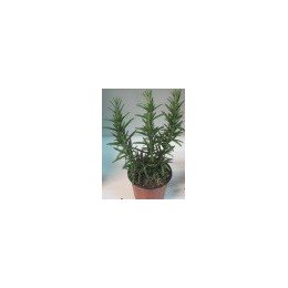 planta de romero en maceta de 11 cm