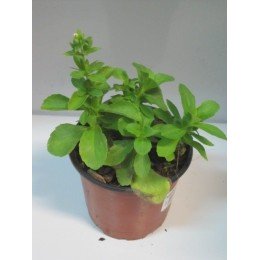 planta de stevia en maceta de 11 cm