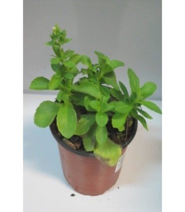 planta de stevia en maceta de 11 cm