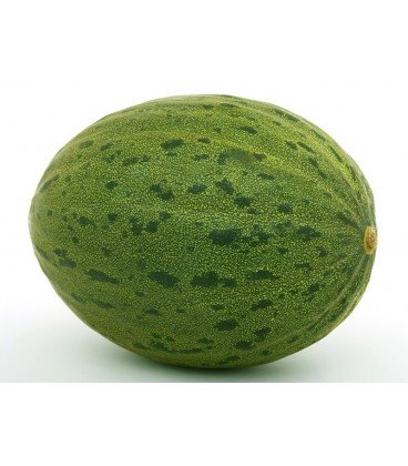 melon piñonet