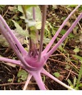 colinabo - rutabaga Champion Purple Top