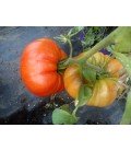 plantel de tomate de Socabarga