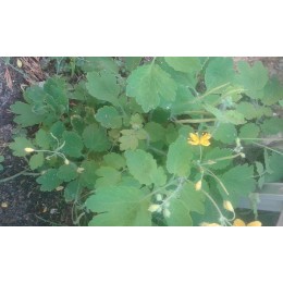 semillas de celidonia (Chelidonium majus)