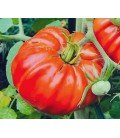 tomate pantano romanesco (semillas no tratadas)