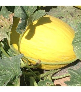 melón amarillo napolitano - semillas no tratadas