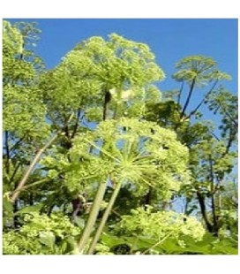angélica (Angelica archangelica)