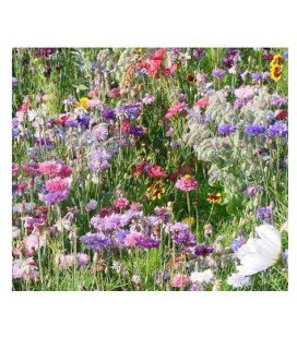 flores para las abejas (semillas ecológicas)