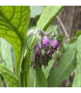 consuelda (Symphitum officinale) semillas no tratadas