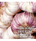 ajo de siembra morado Valdour - ecologico