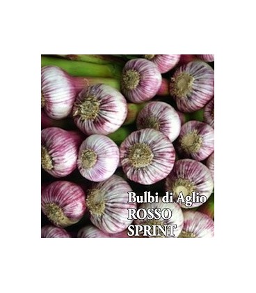 ajo de siembra morado sprint- ecológico