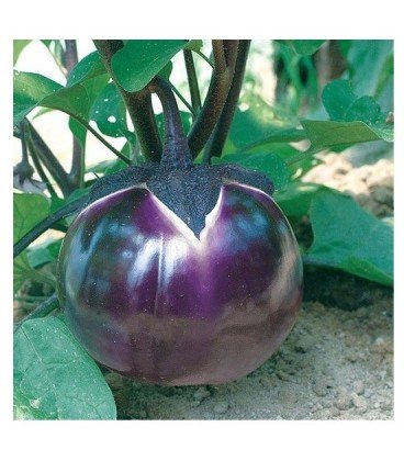 berenjena prosperosa- semillas