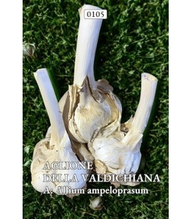 Ajo elefante de siembra - ecológico