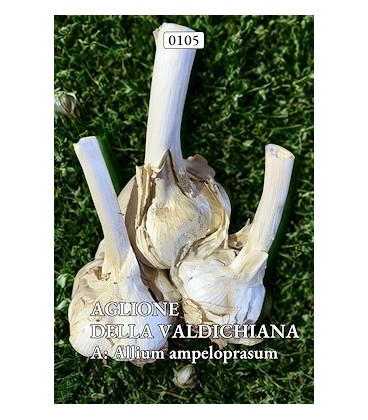 Ajo elefante de siembra - ecológico