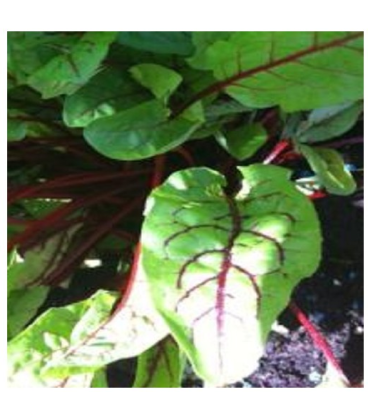 Acedera Red Stripe (rumex Sanguineus) - semillas no tratadas