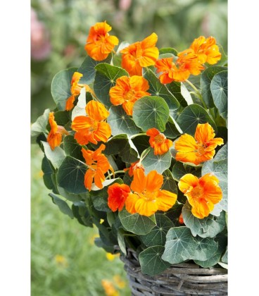 Capuchina Baby orange - semillas no tratadas