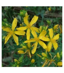hierba de San Juan - (hypericum perforatum)