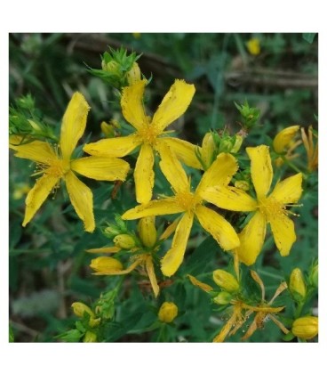 semillas de hIperico - (hypericum perforatum)