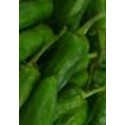 semillas pimiento padron