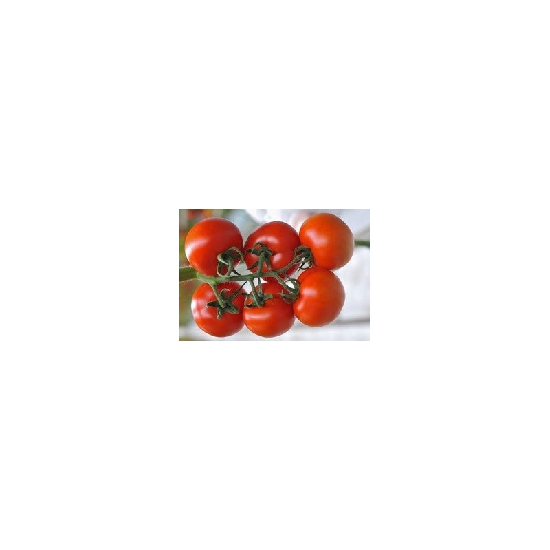Tomate gigante rosa soldacki  25 semillas seeds  variedad antigua  huerto 