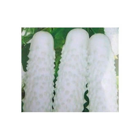 semillas de pepino blanco japones