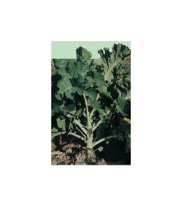 Kale: La Verdura De Moda Es Una Berza Gallega - Foto 11