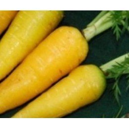 zanahoria amarilla lobbericher