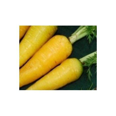 semillas de zanahoria amarilla