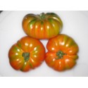 semillas de tomate RAF