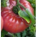 semillas de tomate soldacki