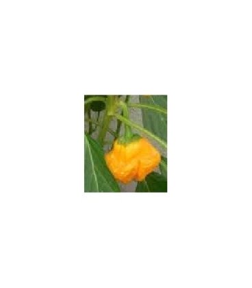 semillas de pimiento picante amarillo de Jamaica