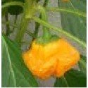 semillas de pimiento picante amarillo de Jamaica