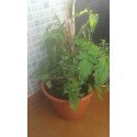 semillas de tomate Czech bush (Checo determinado)