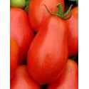 semillas de tomate roma VF