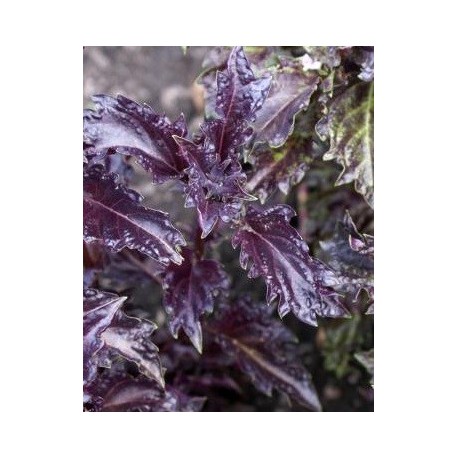 semillas de albahaca purpura rizada