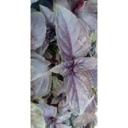 semillas de albahaca purpura rizada