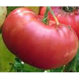 Semillas de tomate mortgage lifter