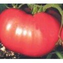 semillas de tomate rosa de berna