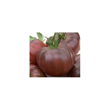 tomate cherry negro ruso (semillas ecológicas)