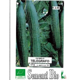 pepino telegrafo (semillasa ecológicas)