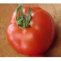 semillas de tomate druzba