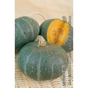 calabaza blu kury (semillas ecológicas)