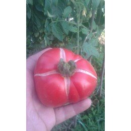 semillas de tomate Moskvich