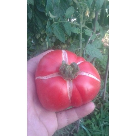 semillas de tomate Moskvich