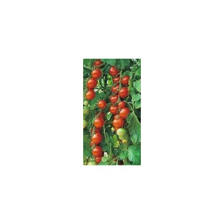  tomate gardeners delight (semillas ecológicas)