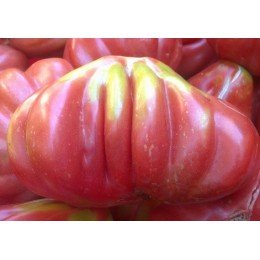 tomate tlacolula